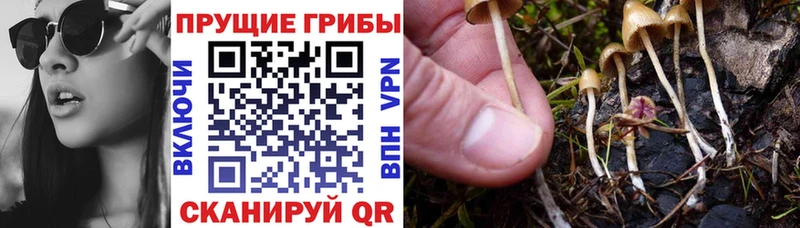 Псилоцибиновые грибы Cubensis  Киселёвск 